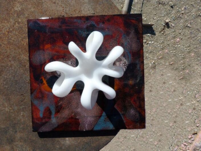 Cephalopode