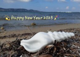 Coquillage Lychnitis marble